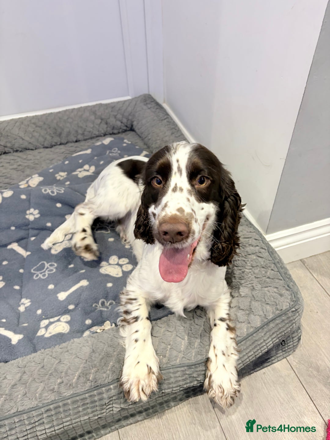 Cocker Spaniel dogs for stud: Working Cocker Spaniel STUD - Advert 2