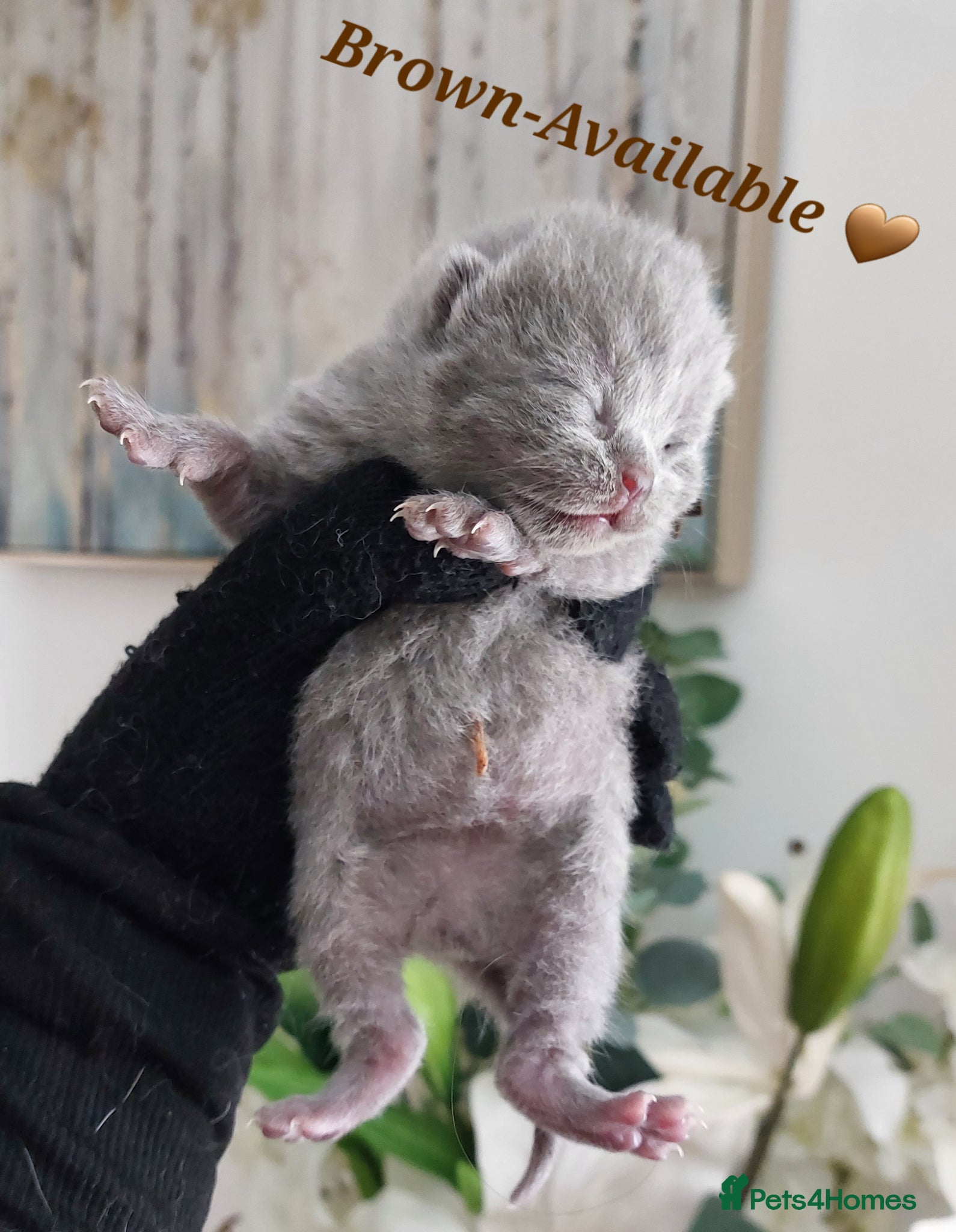 British Shorthair cats ❤️‍🔥PRESTIGIOUS🏆CHAMPION SIRED KITTENS! - Advert 2