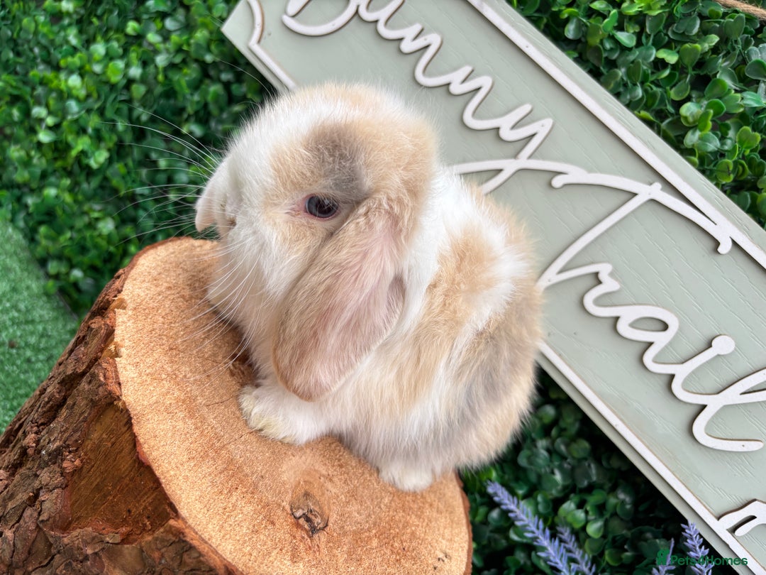 Mini Lop rabbits for sale: Mini lop babies 🌟 in Hartlepool - Image 8