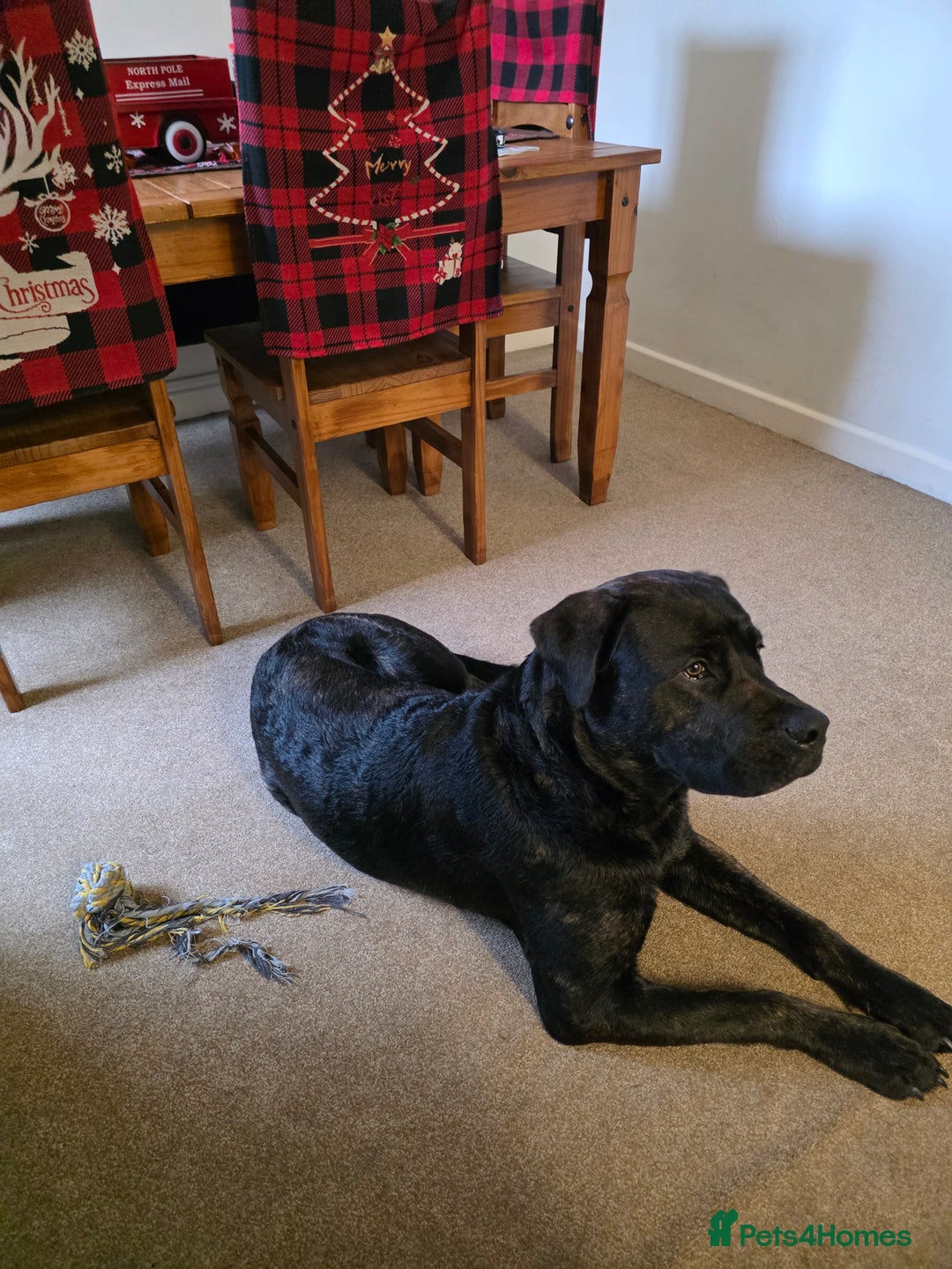 Mixed Breed dogs for sale: Cane Corso x presa canario  - Advert 1