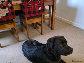 Mixed Breed dogs Cane Corso x presa canario - Advert 1