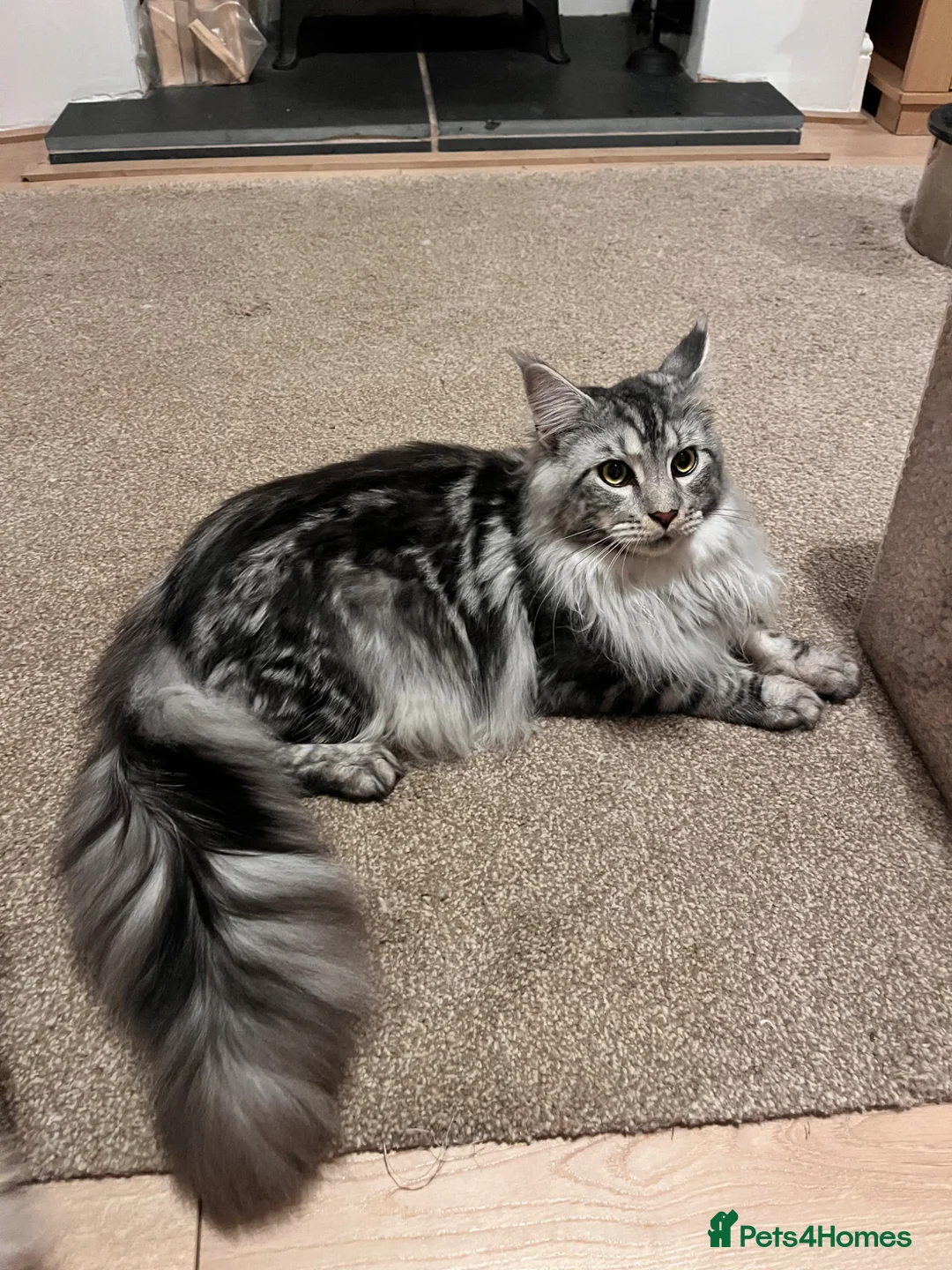 Maine Coon cats for sale: Stunning Pedigree Black Silver Maine Coon in Flint - Advert 4