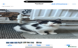 Mixed Breed cats for sale: Last girl black and white 50 pounds  - Image 5