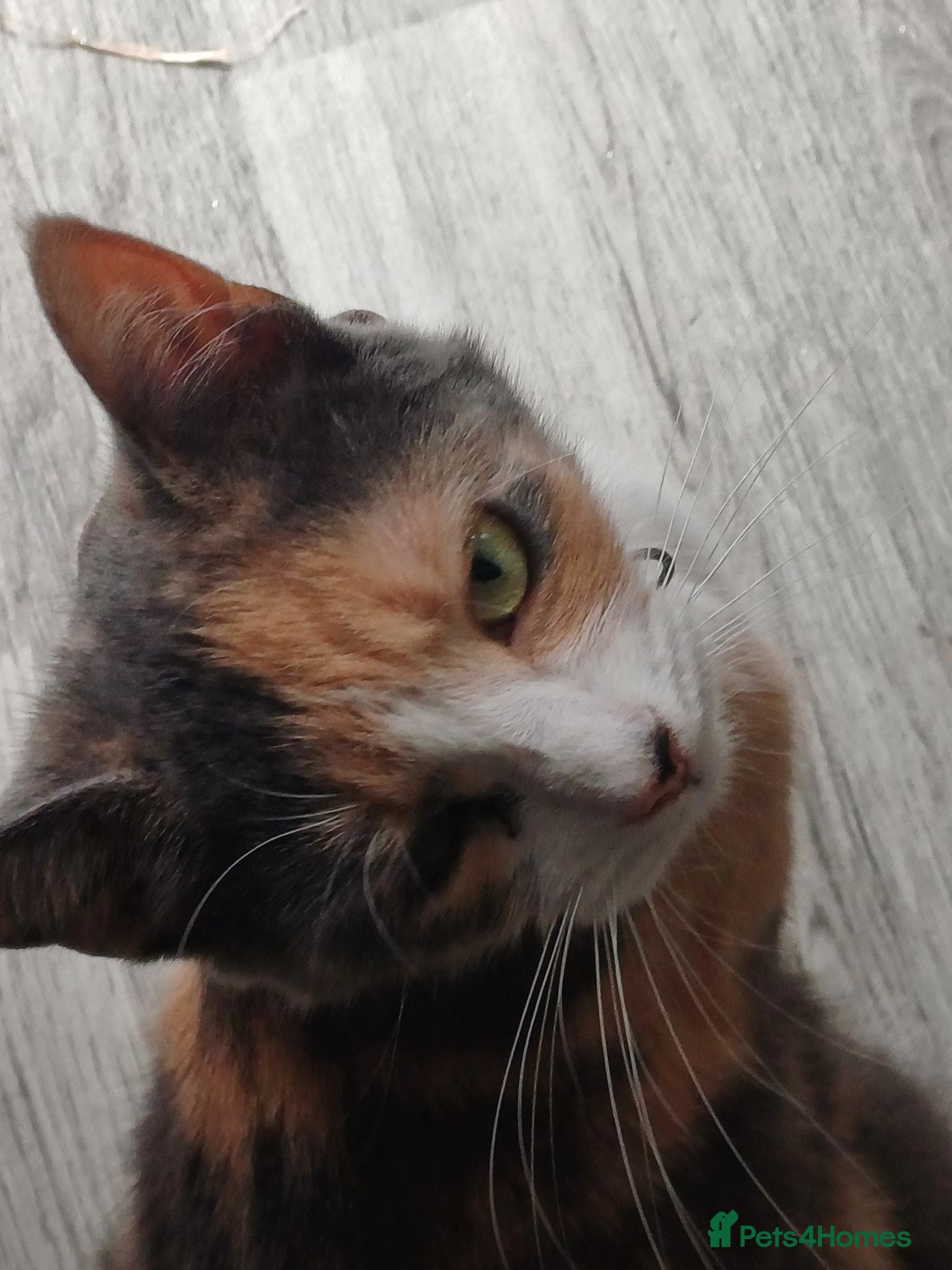 Mixed Breed cats 2 kittens for sale 100 pounds each - Advert 1