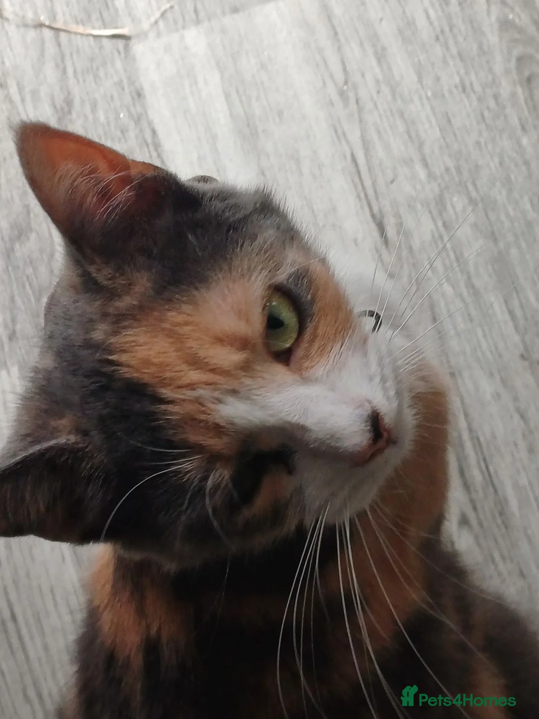 Mixed Breed cats for sale: 2 kittens for sale 100 pounds each - Advert 1