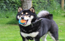 Japanese Shiba Inu dogs for sale: 	“Shiba Inu Puppies – Champion Pedigree, DNA Clear - Image 24