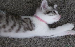 Mixed Breed cats for sale: British shorthaired mixed breed kittens - Image 3