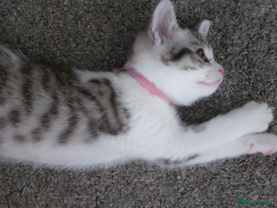 Mixed Breed cats for sale: British shorthaired mixed breed kittens - Image 3