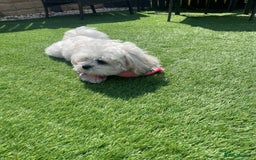 Malshi dogs for sale: Adorable 8 month old Malshi Puppy for Sale - Image 3
