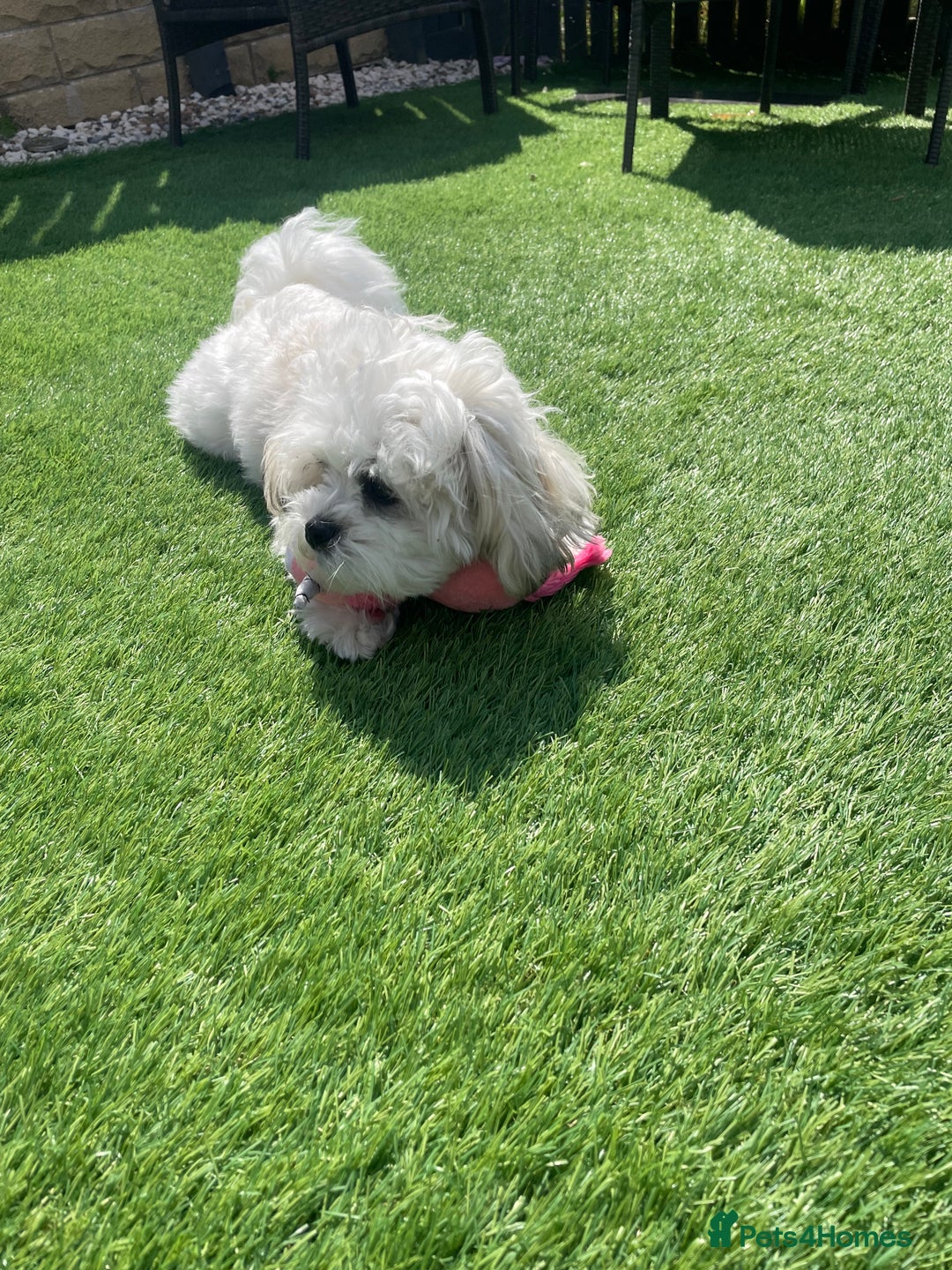 Malshi dogs for sale: Adorable 8 month old Malshi Puppy for Sale - Image 3