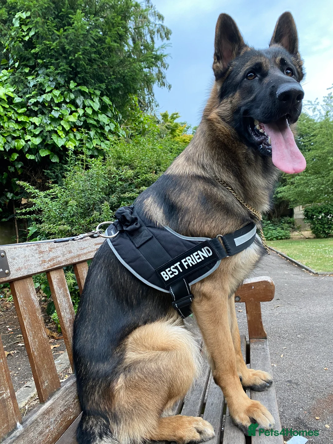 German Shepherd dogs for stud: Morgan  in Wembley - Advert 3