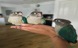 Conures birds for sale: Handreared Tame Baby Conures  - Image 1