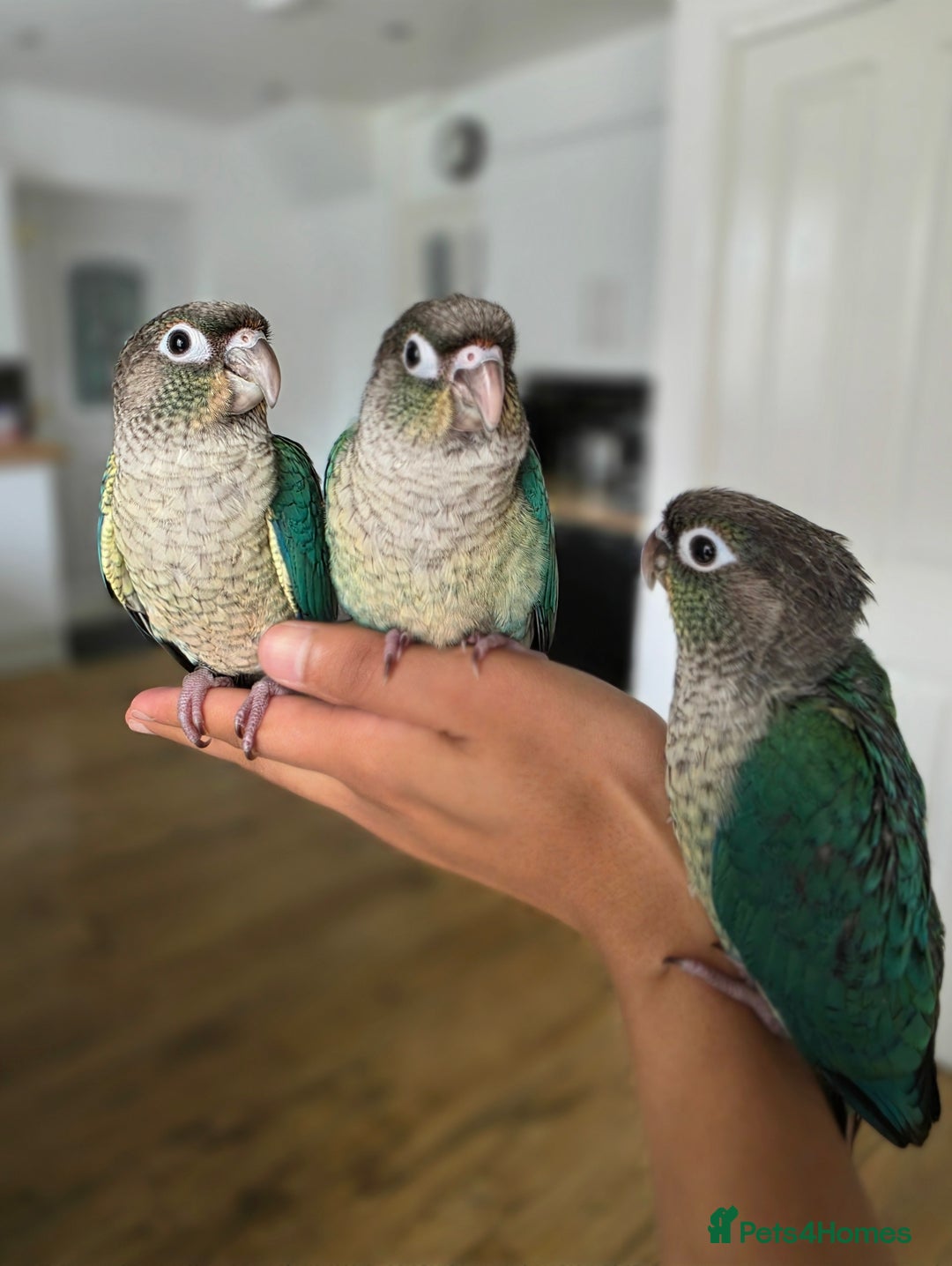 Conures birds for sale: Handreared Tame Baby Conures  - Image 1