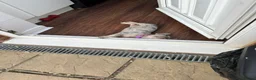 French Bulldog dogs for stud: Merle puppies from cooper - Advert 5