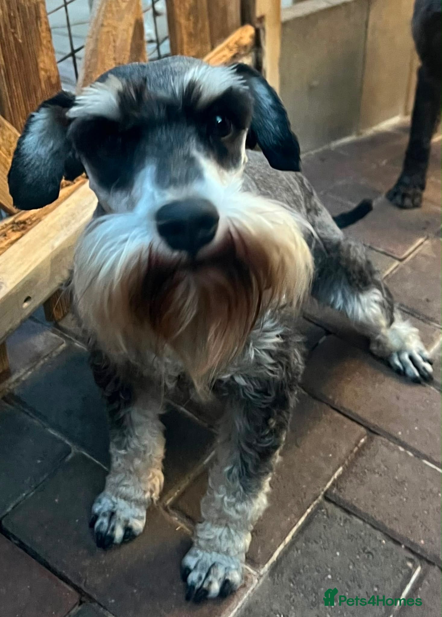 Miniature Schnauzer dogs Beautiful boy - Advert 16