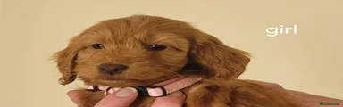 Cockapoo 5