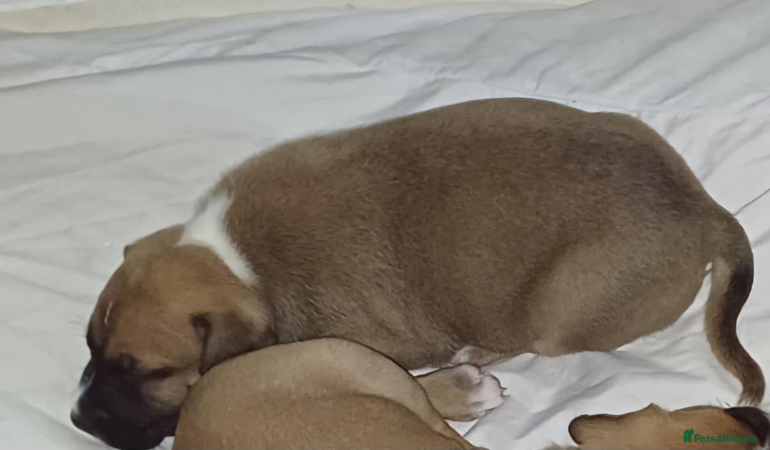 Mixed Breed dogs for sale: Mastiff x staffy puppies looking for new homes - Image 2
