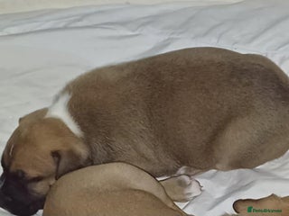 Mixed Breed dogs - Advert 35