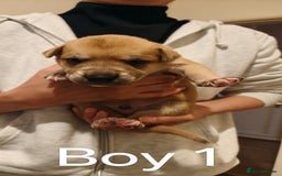 Mixed Breed dogs for sale: German Staffy Litter Available 12/10/25 - Image 21