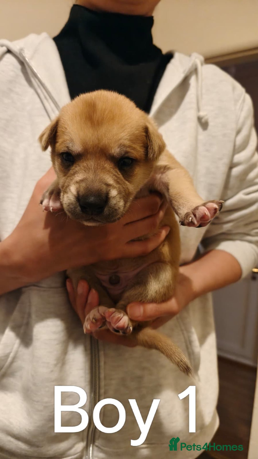 Mixed Breed dogs for sale: German Staffy Litter Available 12/10/25 - Image 21