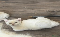 Mixed Breed cats for sale: Lovely white kittens 💕 - Image 8