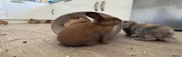 Mini Lop rabbits for sale: 13 baby bunnies -two litters ready mid-end of July - Advert 15