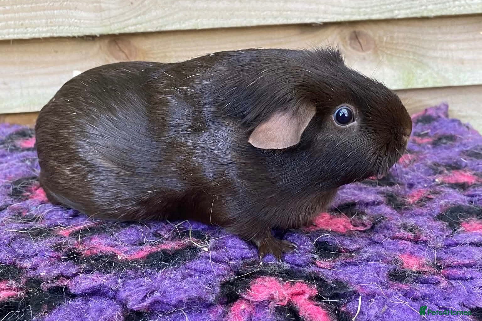 Guinea Pig rodents Female guinea pigs forsale  - Advert 10