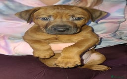 Rhodesian Ridgeback dogs for sale: Super chunky Rhodesian Ridgeback puppy - Image 6