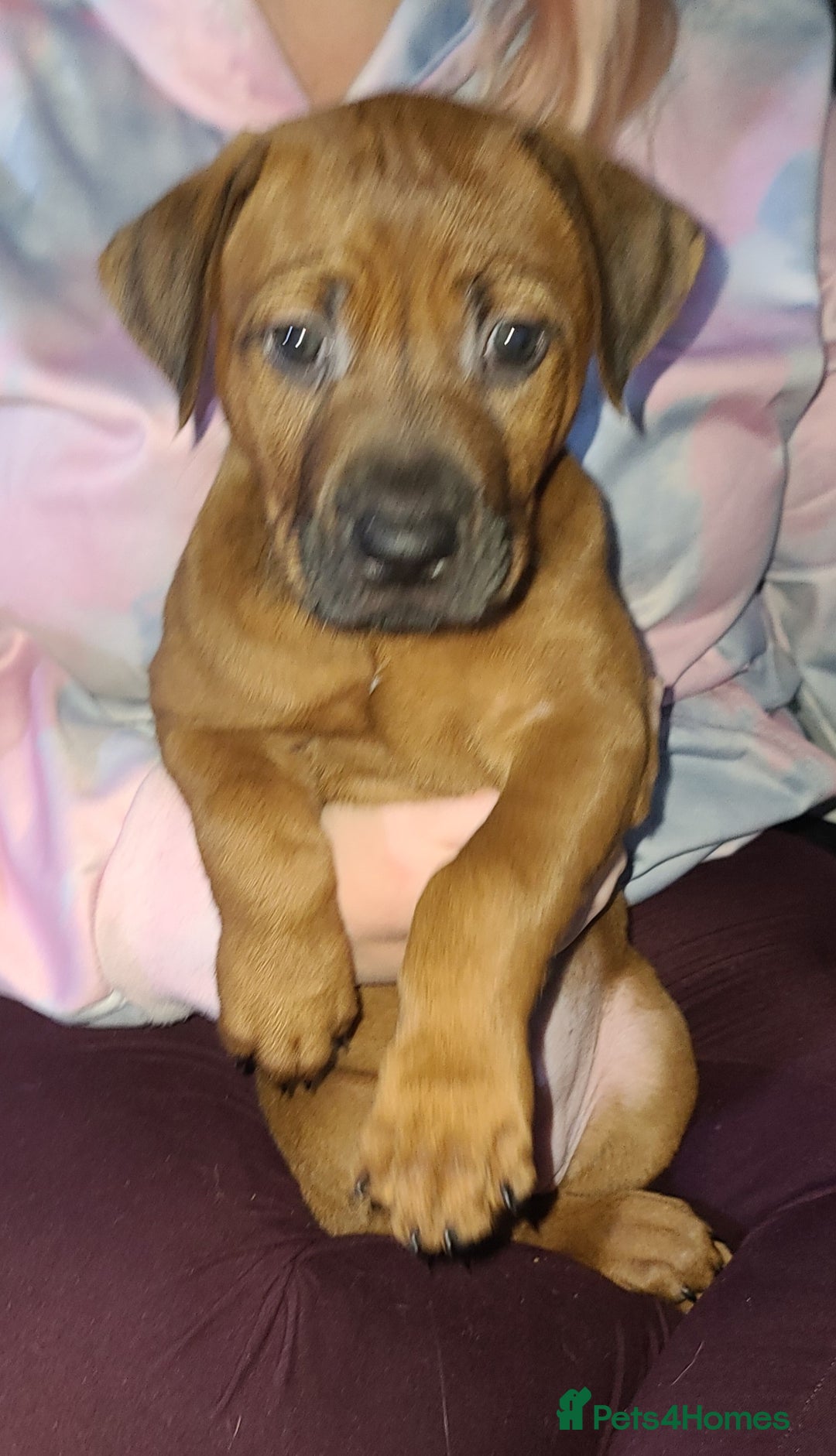 Rhodesian Ridgeback dogs for sale: Super chunky Rhodesian Ridgeback puppy - Image 6