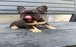 French Bulldog dogs for sale: Beautiful fluffy French bulldog girls pending pink - Image 15