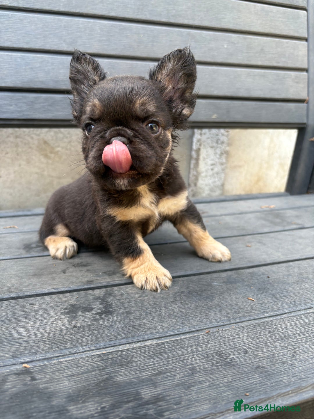French Bulldog dogs for sale: Beautiful fluffy French bulldog girls pending pink - Image 15