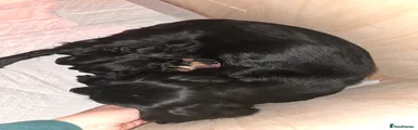Black 3