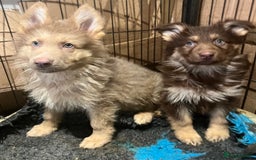 German Shepherd dogs for sale: German Shepherd Puppies Liver Isabella Blue Black  - Advert 16