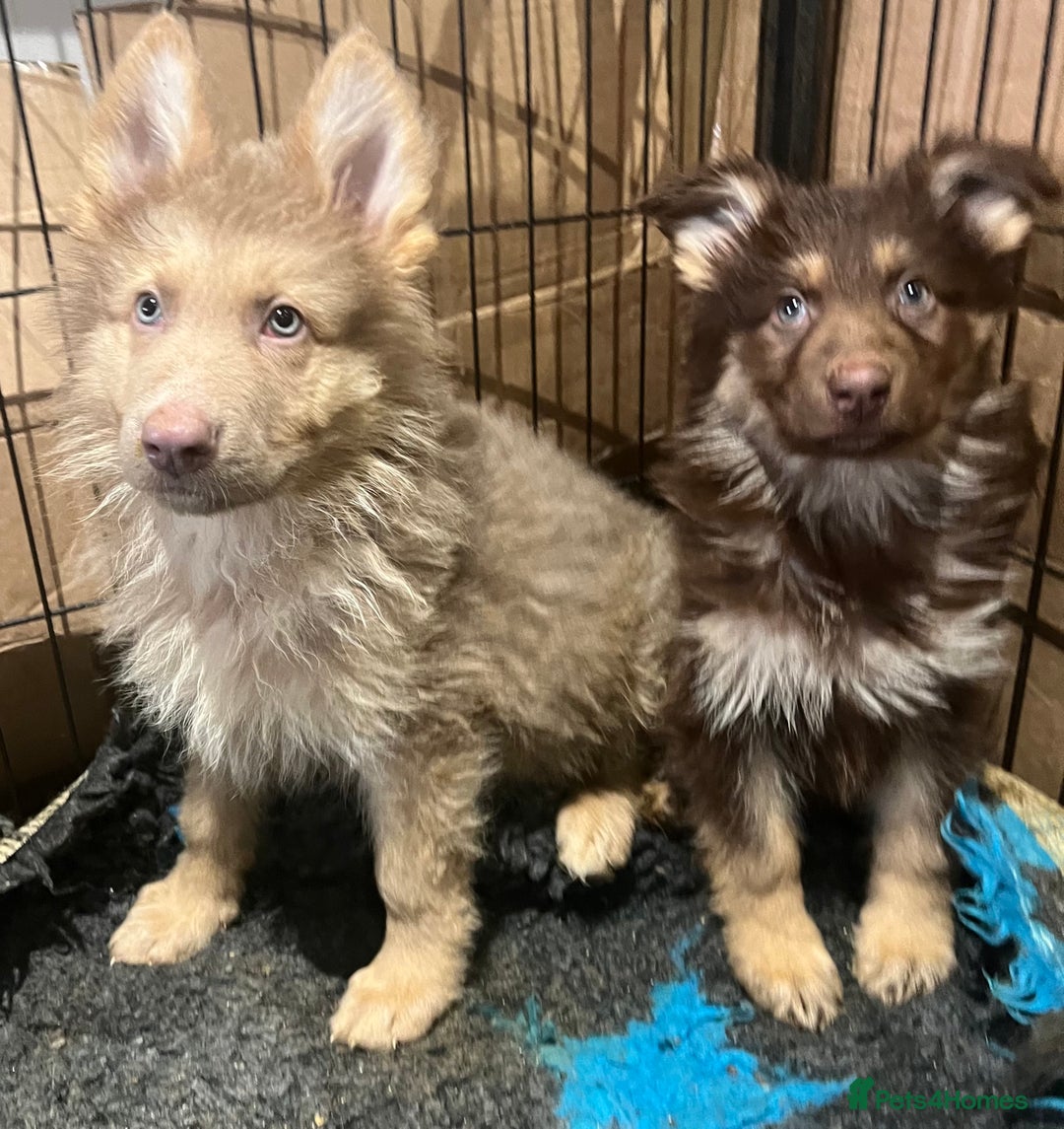 German Shepherd dogs for sale: German Shepherd Puppies Liver Isabella Blue Black  - Advert 16