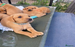 Labrador Retriever dogs for sale: Fox Red Labrador Puppies  - Image 13
