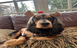Cocker Spaniel dogs for sale: Rocky - 4.5 year old cocker spaniel - Image 13