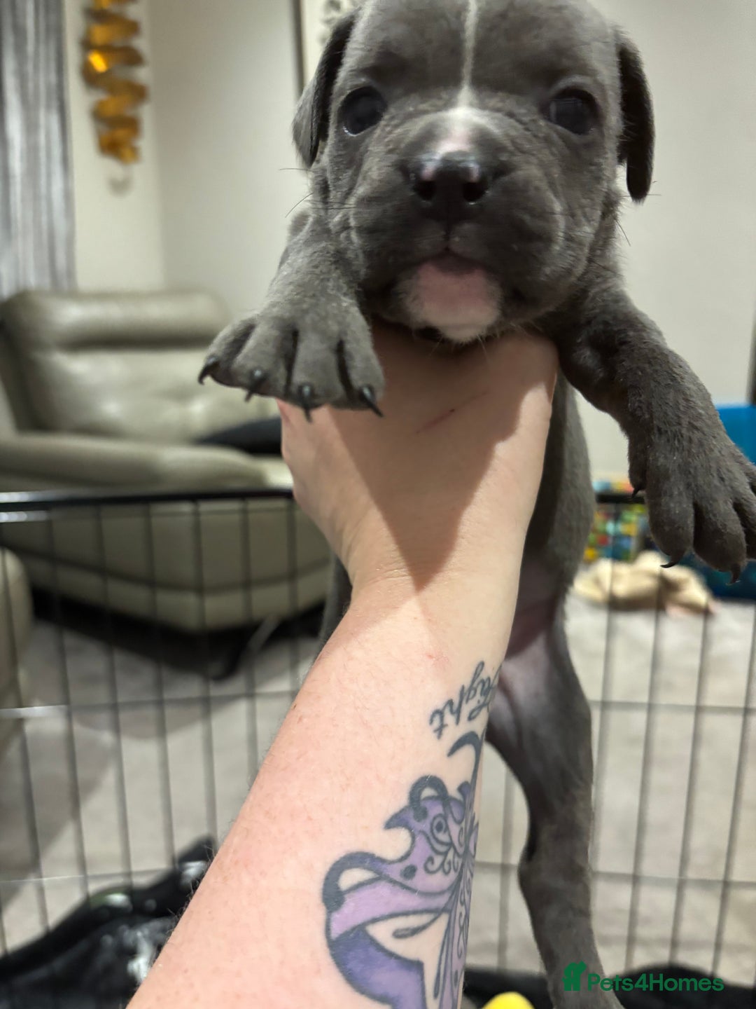 Mixed Breed dogs for sale: canó corso cross british bulldog puppy’s  - Image 9