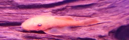 Other/Mixed Breed fish for sale: Full Aquatic Stocklist Manchester Pet's & Aquatics - Advert 20