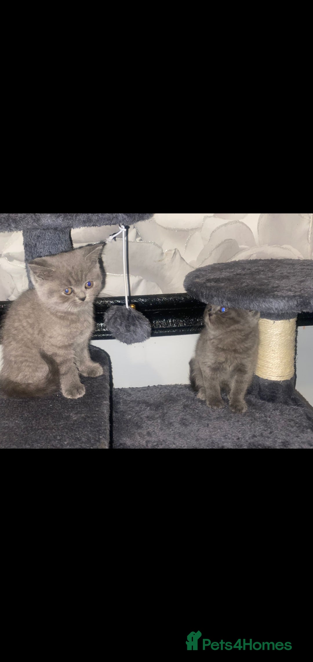 British Shorthair cats for sale: Beautiful Blue British Shorthair Kittens - Image 21