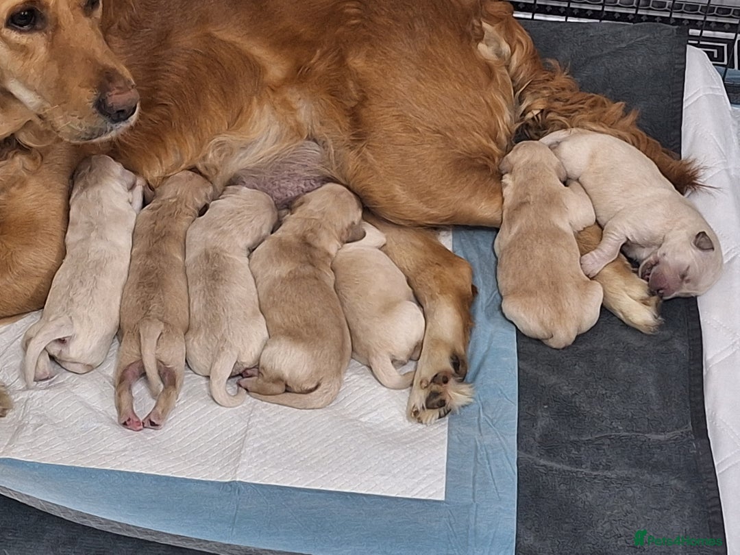 Golden Retriever dogs for sale: 7 beautiful Golden Retriever puppies  - Advert 3
