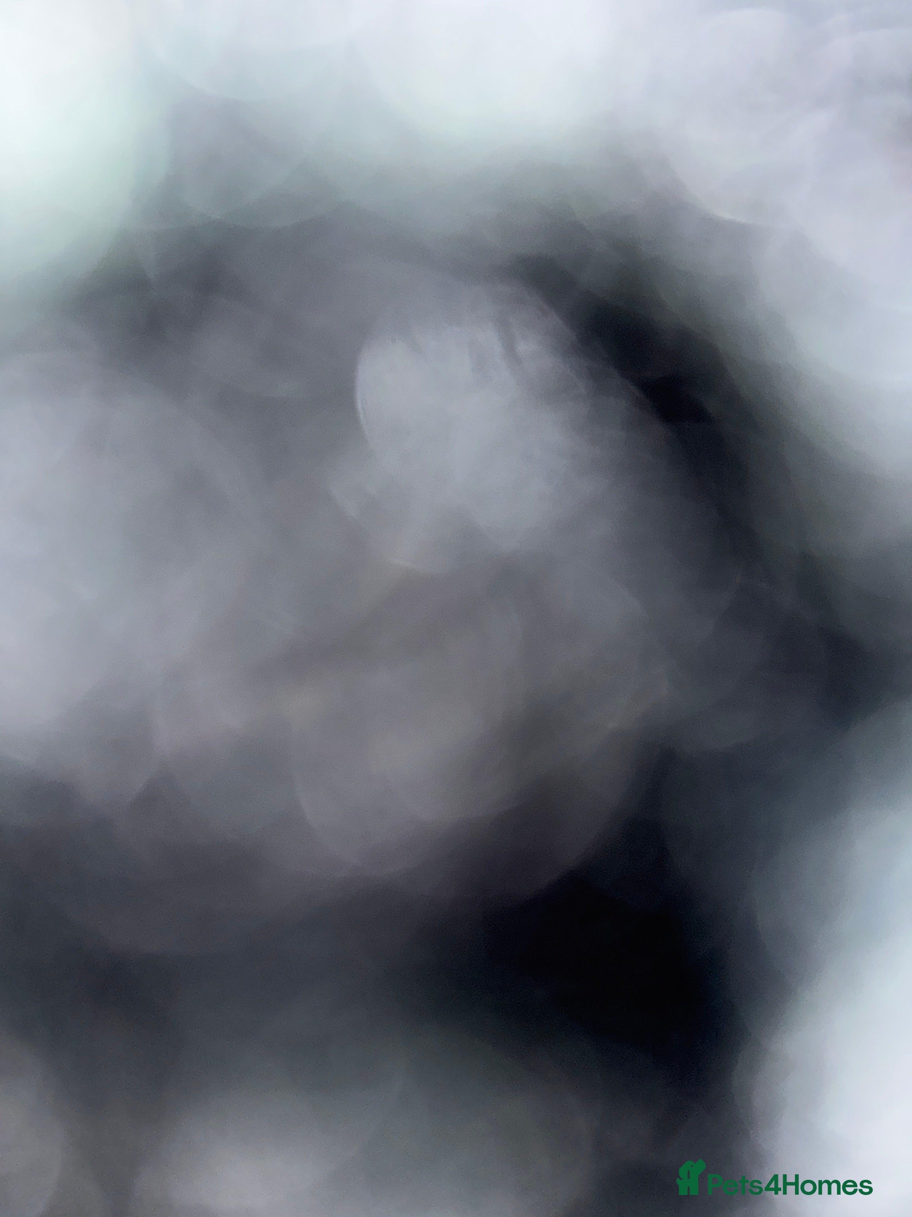 Dobermann dogs Serbian Female For Sale - Advert 6