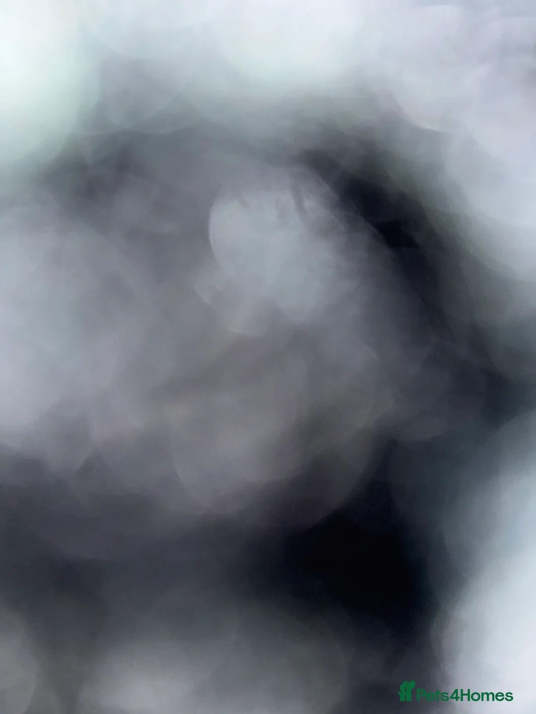 Dobermann dogs for sale: Serbian Female For Sale - Advert 1