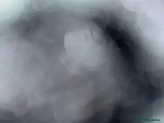 Dobermann dogs Serbian Female For Sale - Advert 6