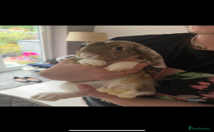 French Lop rabbits - Advert 2