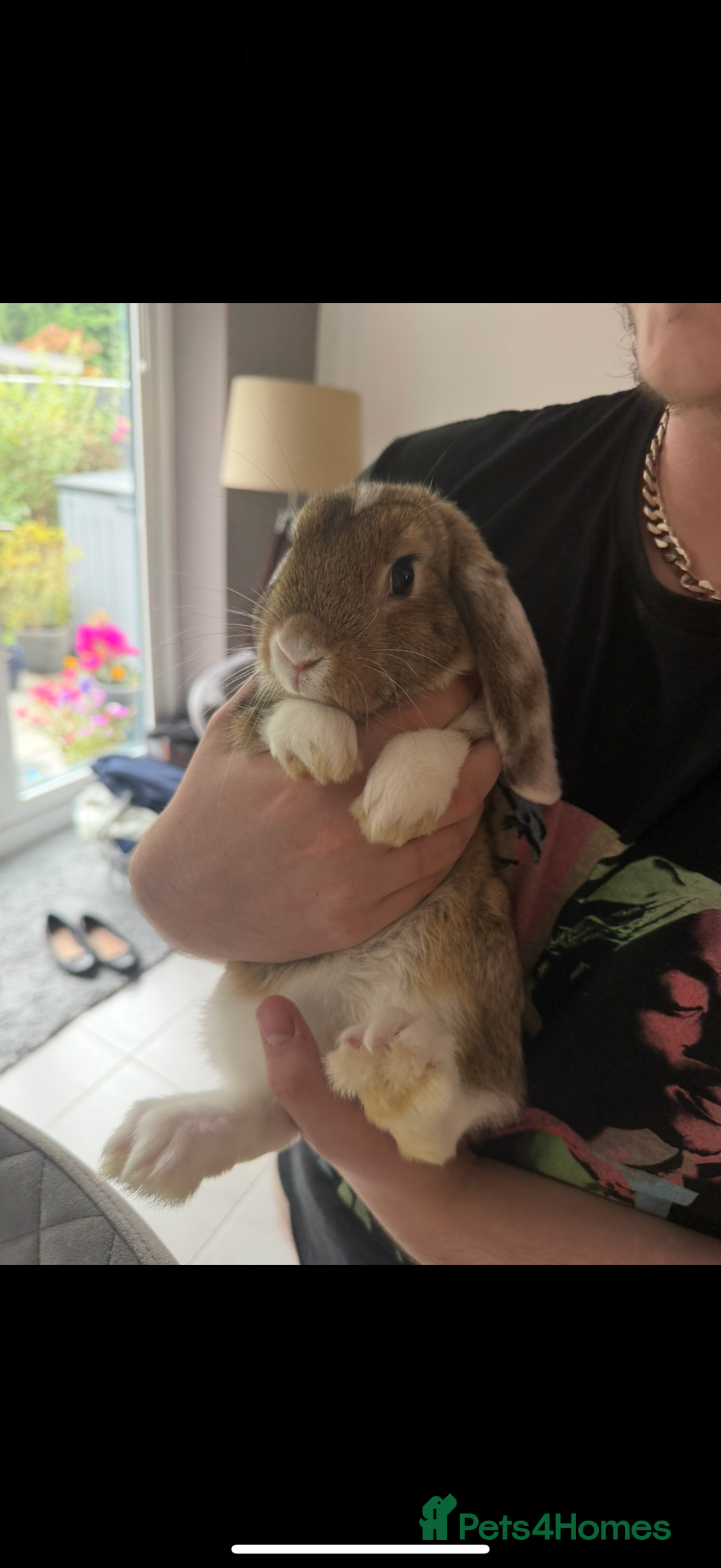 French Lop rabbits for sale: Mini lops male - Image 1