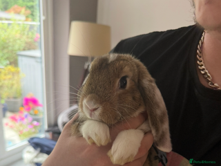 French Lop rabbits - Advert 33