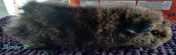 Guinea Pig rodents for sale: Rex and Funky boars and sows - Advert 9