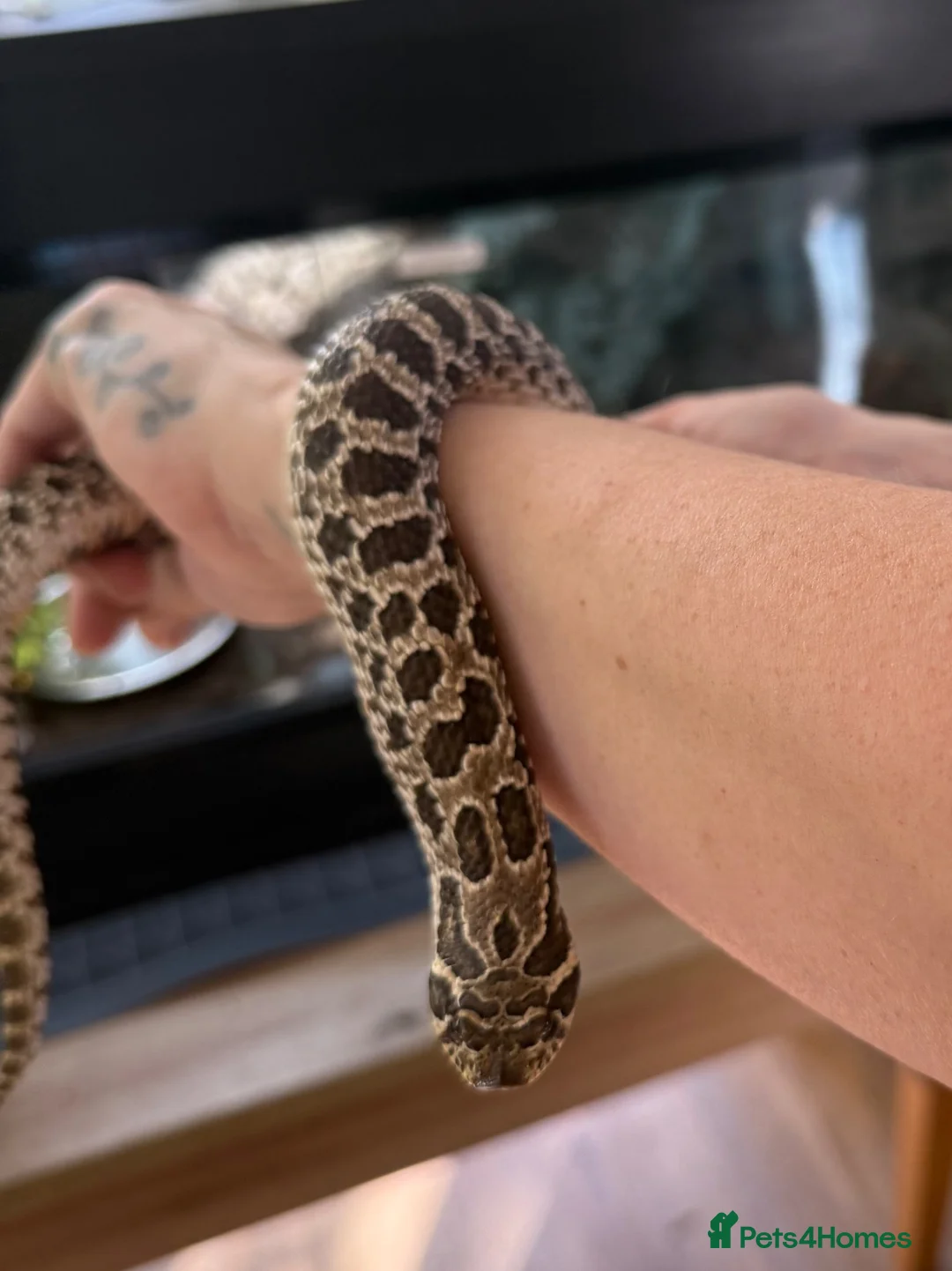 Snake reptiles for sale: Western Hognose Snake – Male (Believed) in Hornsea - Advert 2