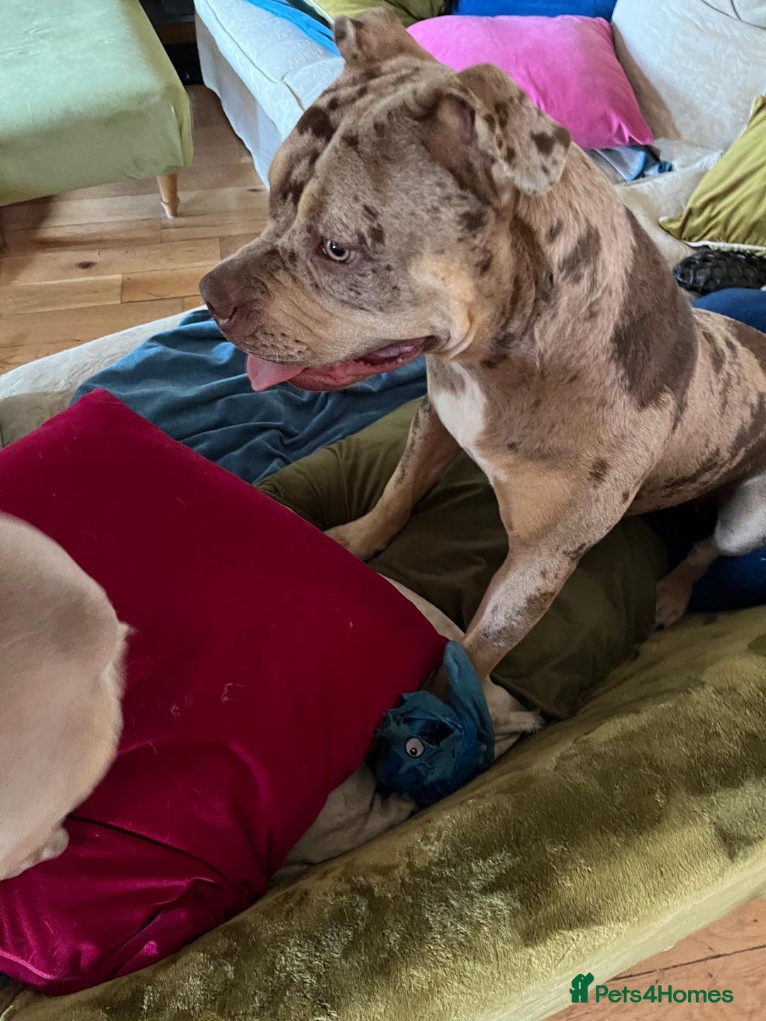 Mixed Breed dogs for sale: Female~ Ruby - Image 5