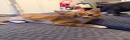 Maine Coon cats for sale: Maine coon mixed kittens  - Advert 15